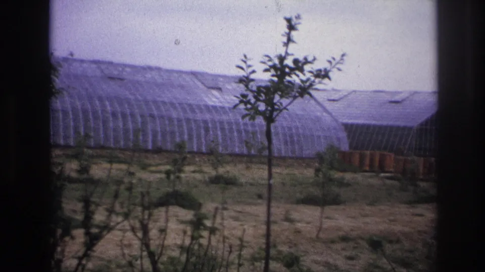 1967 Paris-area home-movie frame showing translucent greenhouse roofs, a slender foreground tree, crop beds, and open soil.
