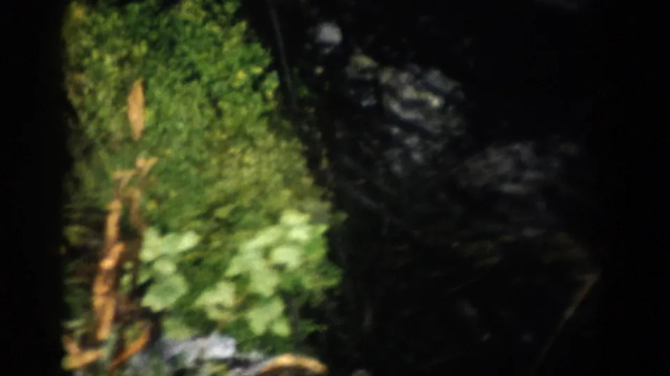Colorado 8mm frame showing green foliage beside dark rocks and water in a wooded preserve.