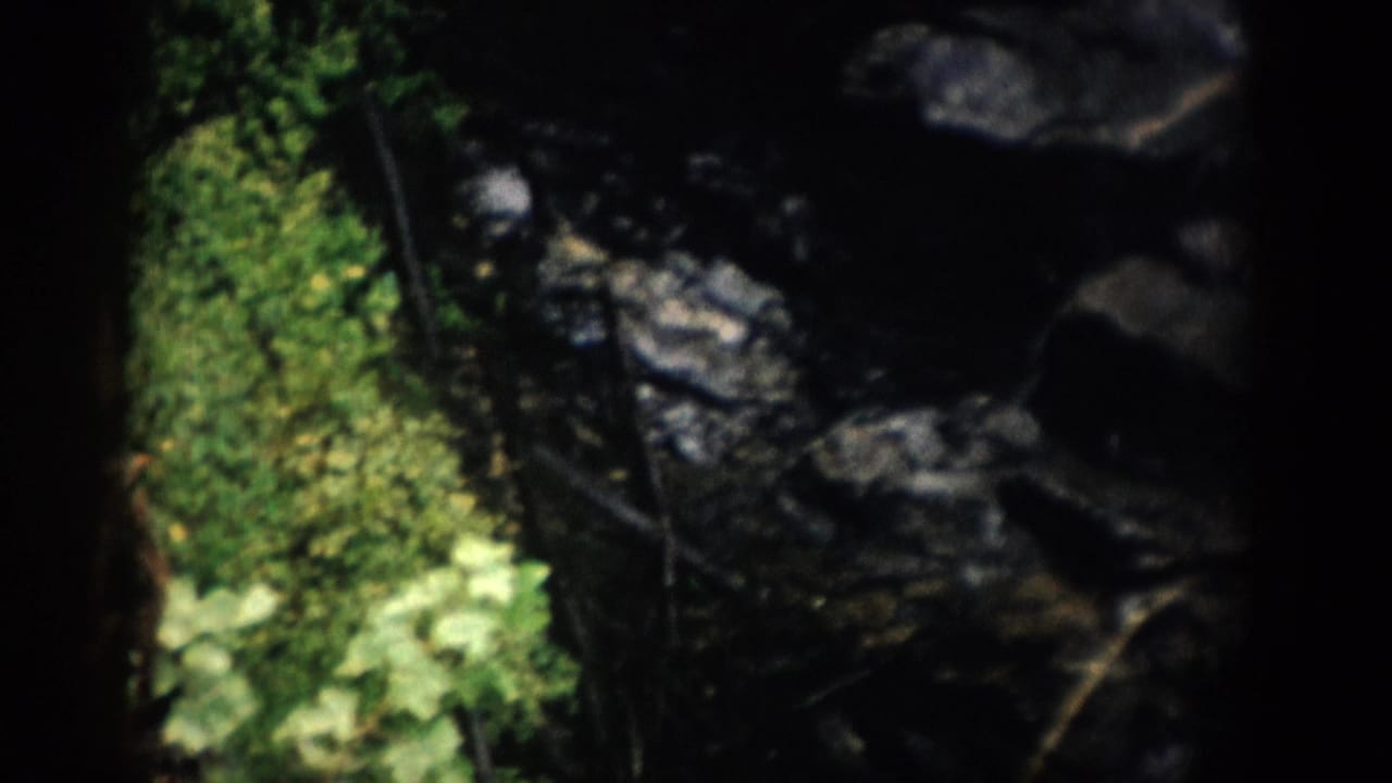 1959 Colorado 8mm frame showing moss and foliage at the edge of dark rocks near running water.