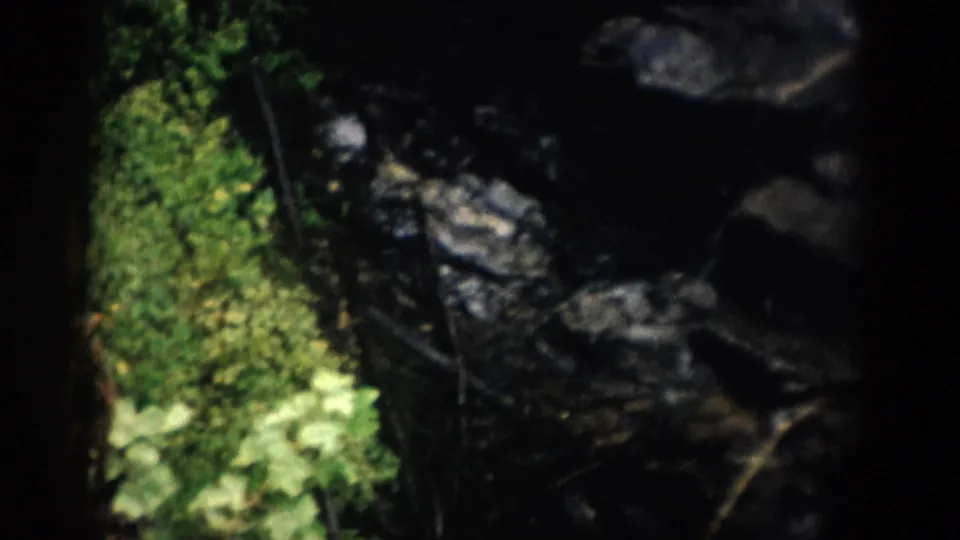1959 Colorado 8mm frame showing moss and foliage at the edge of dark rocks near running water.