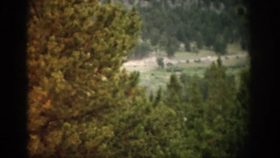 Elevated 1959 Colorado 8mm view over pines toward a winding road and tree-covered valley floor.