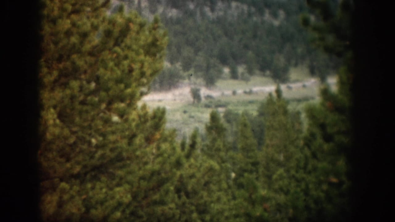Pine trees frame a soft distant valley and mountain slope.