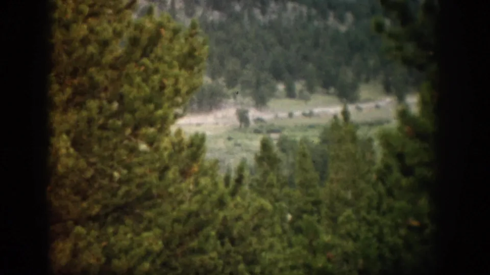 1959 Colorado 8mm view through pine trees toward a green valley and distant mountain terrain.