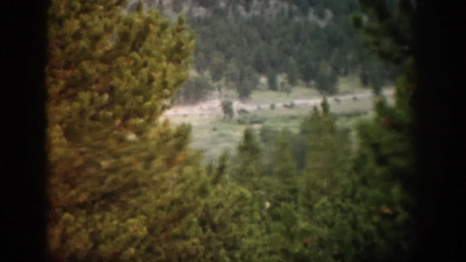 Colorado home-movie frame with pine trees in the foreground and a soft mountain landscape beyond.