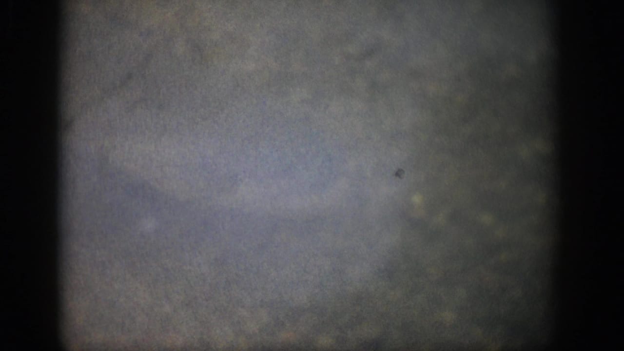 Soft underwater frame with shadowed borders, grain, and indistinct movement in cloudy water.