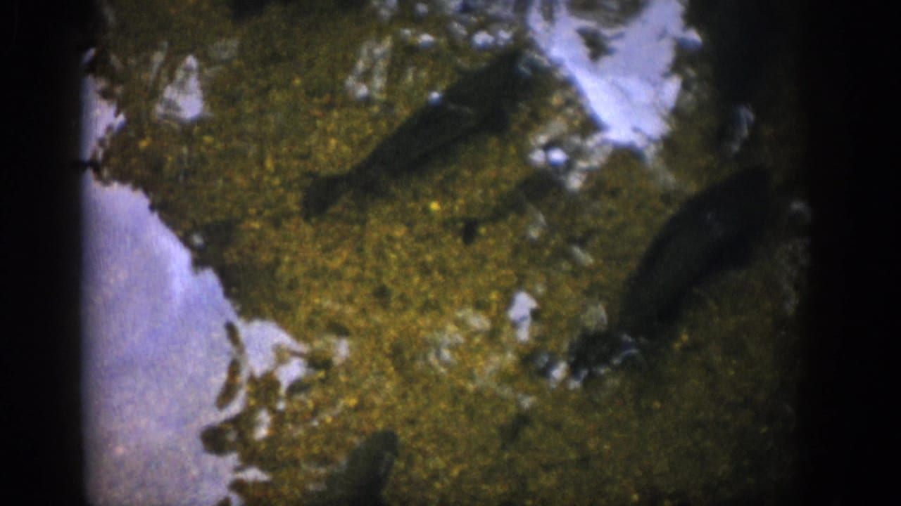 Colorado 1959 home-movie frame showing dark fish gliding through shallow clear water over green moss and pale stones.