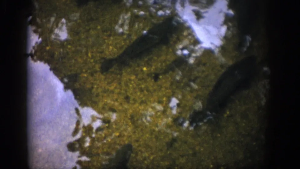 Colorado 1959 home-movie frame showing dark fish gliding through shallow clear water over green moss and pale stones.