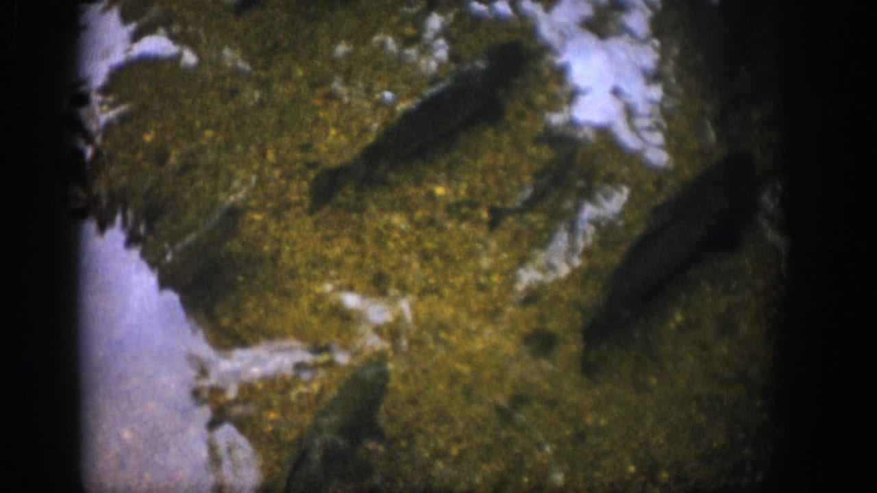 Late frame from the Colorado 1959 8mm clip with several fish visible against mossy streambed and pale rock patches.