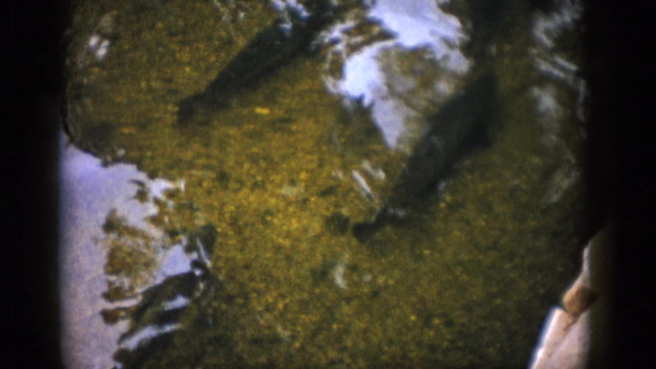 1959 Colorado 8mm frame showing fish silhouettes in clear green water with reflected light and a visible riverbed below.