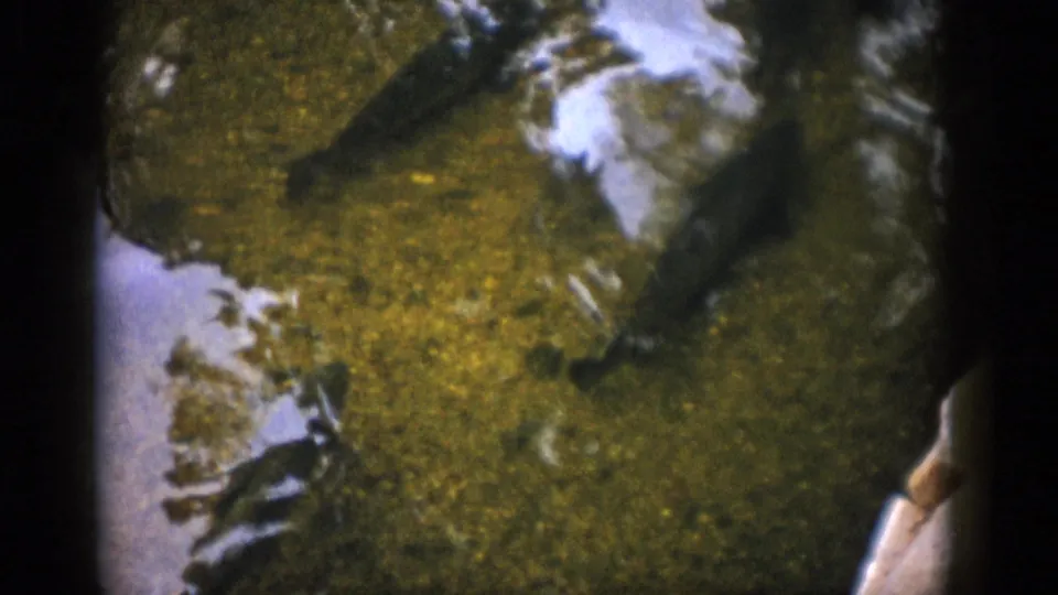 1959 Colorado 8mm frame showing fish silhouettes in clear green water with reflected light and a visible riverbed below.