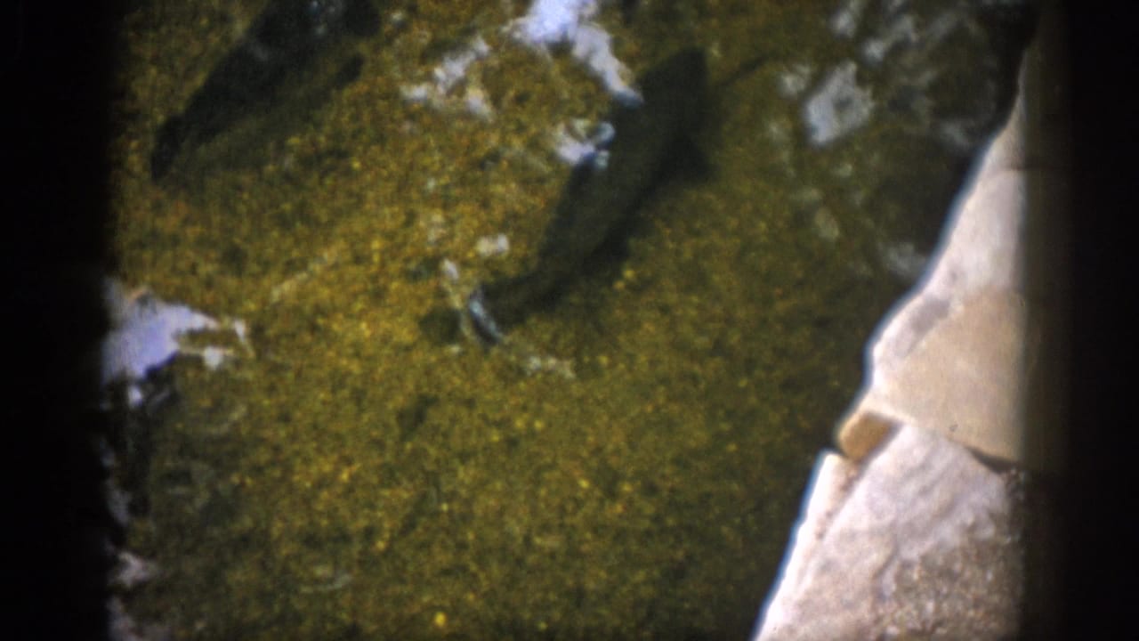 Fish silhouettes and a pale river edge appear through green water.