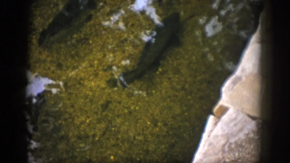 1959 Colorado 8mm frame with fish shapes near a pale rock or river edge, seen through softly focused green water.