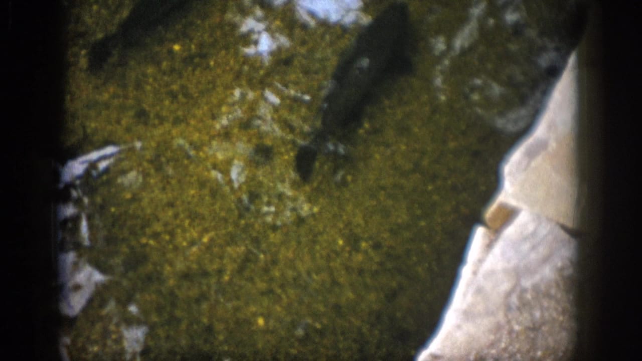 1959 Colorado 8mm frame showing a dark fish form over green water, with pale riverbed or bank texture along one side.