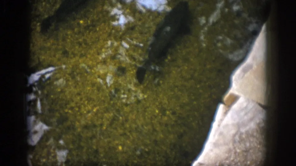 1959 Colorado 8mm frame showing a dark fish form over green water, with pale riverbed or bank texture along one side.