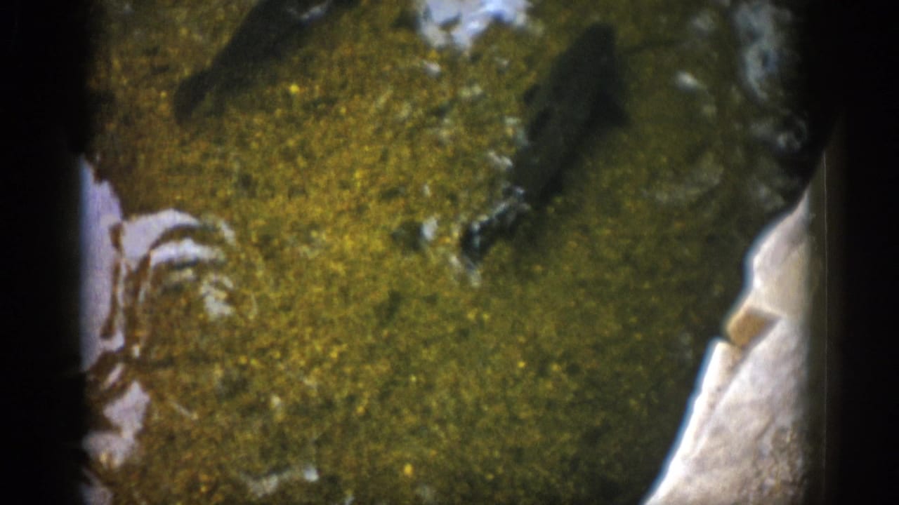 1959 Colorado 8mm frame with fish silhouettes, green river water, a pale rock or bank edge, and visible film softness.