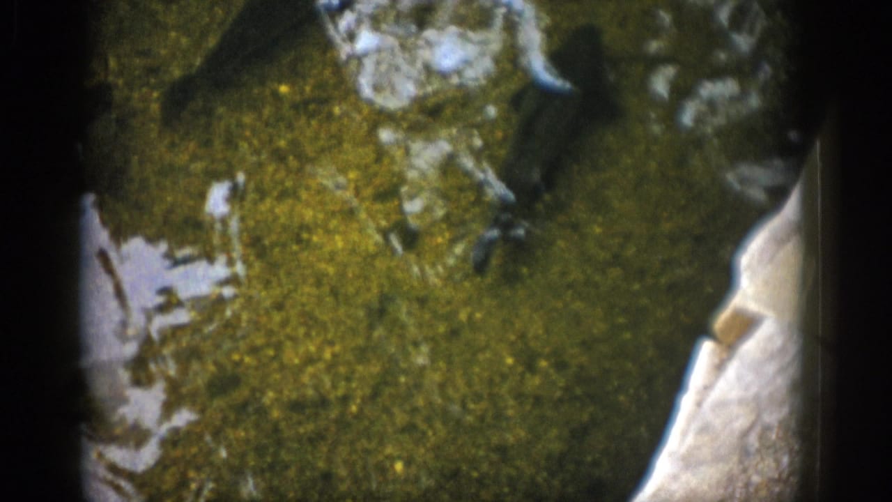 1959 Colorado 8mm frame showing a fish in shallow greenish water above algae-covered rocks and pale sediment.