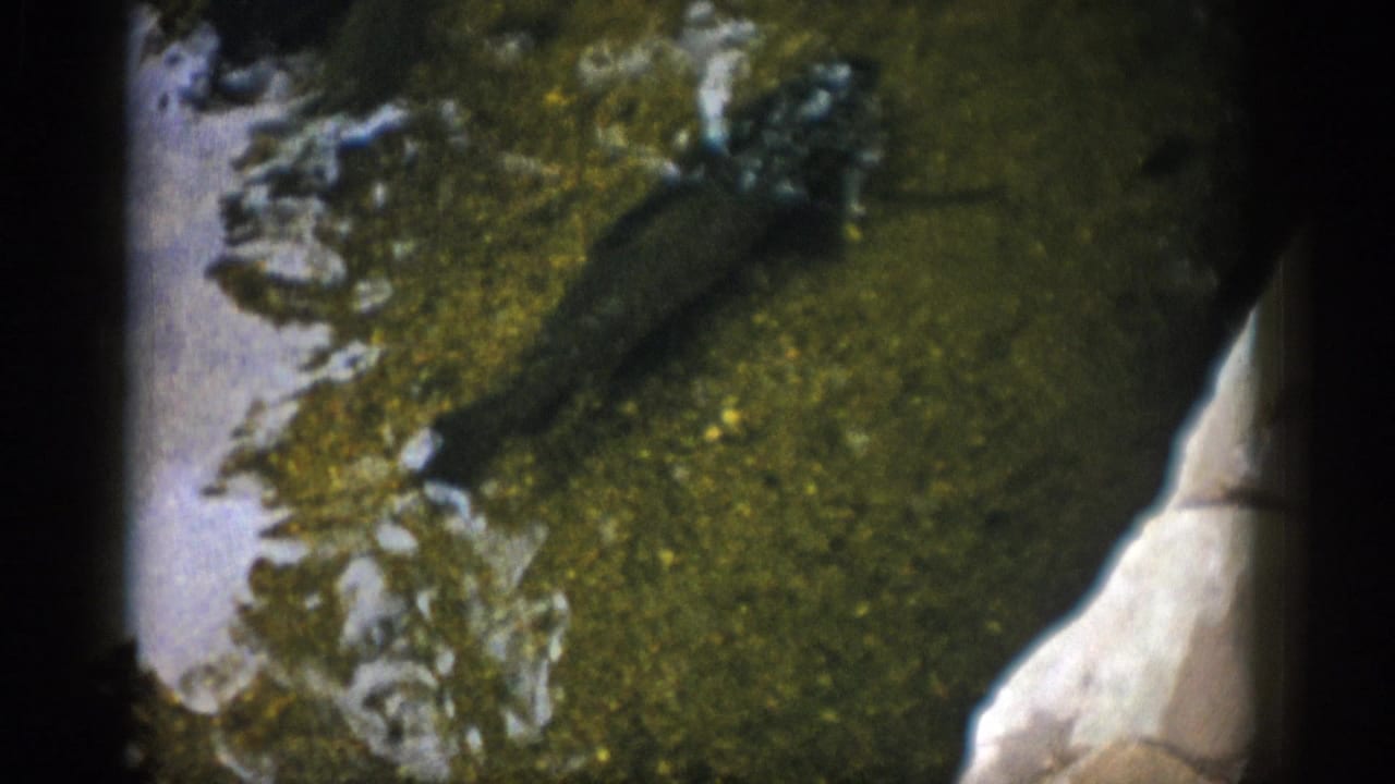 Fish near the right side of shallow water with rocks and reflections.