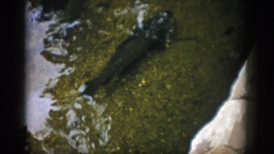1959 Colorado home-movie frame with a fish gliding through shallow water beside pale rock and reflected sky patches.