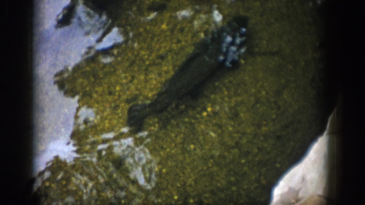 1959 Colorado 8mm frame showing a fish crossing a darker section of shallow water with mottled algae and submerged stones.