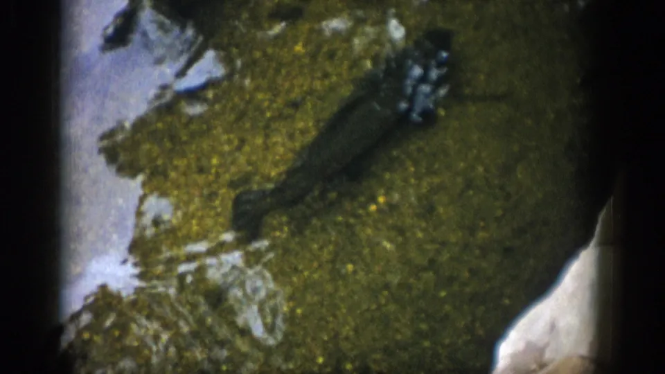 1959 Colorado 8mm frame showing a fish crossing a darker section of shallow water with mottled algae and submerged stones.