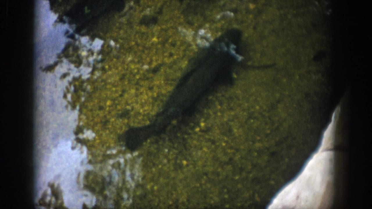 1959 Colorado home-movie frame with a fish in shallow green water, bordered by pale rock and algae-covered bottom.
