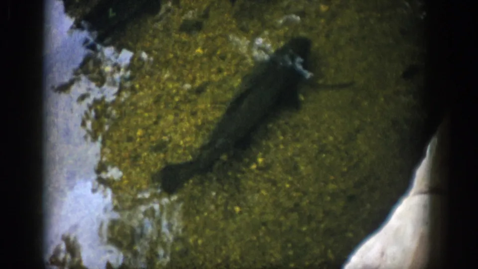 1959 Colorado home-movie frame with a fish in shallow green water, bordered by pale rock and algae-covered bottom.