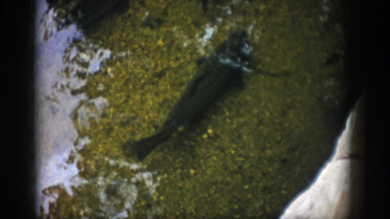 1959 Colorado 8mm frame showing small brown fish resting or drifting above an algae-covered streambed.