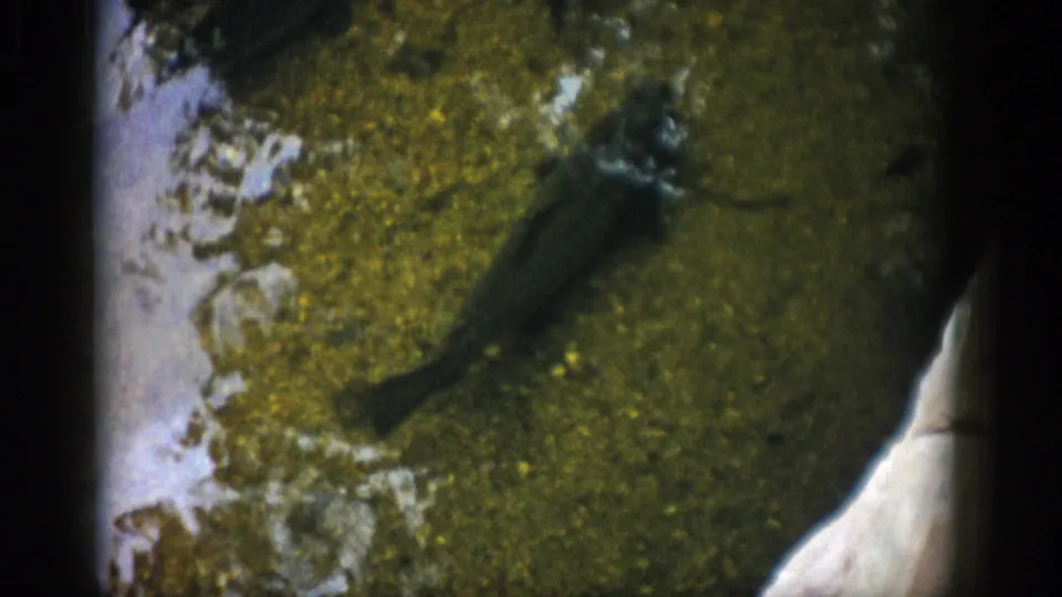1959 Colorado 8mm frame showing small brown fish resting or drifting above an algae-covered streambed.