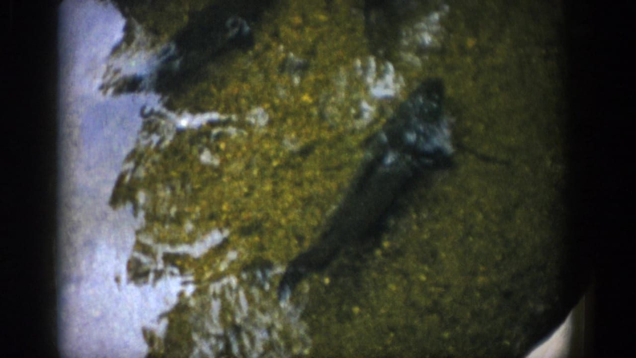 Several small fish are visible in murky water above a pale rock edge.
