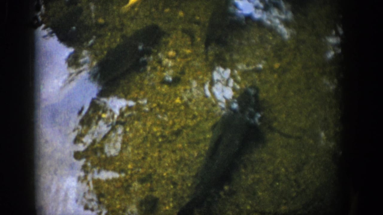 1959 Colorado 8mm frame showing dark fish shapes over mottled algae, stones, and a yellow-green stream bottom.
