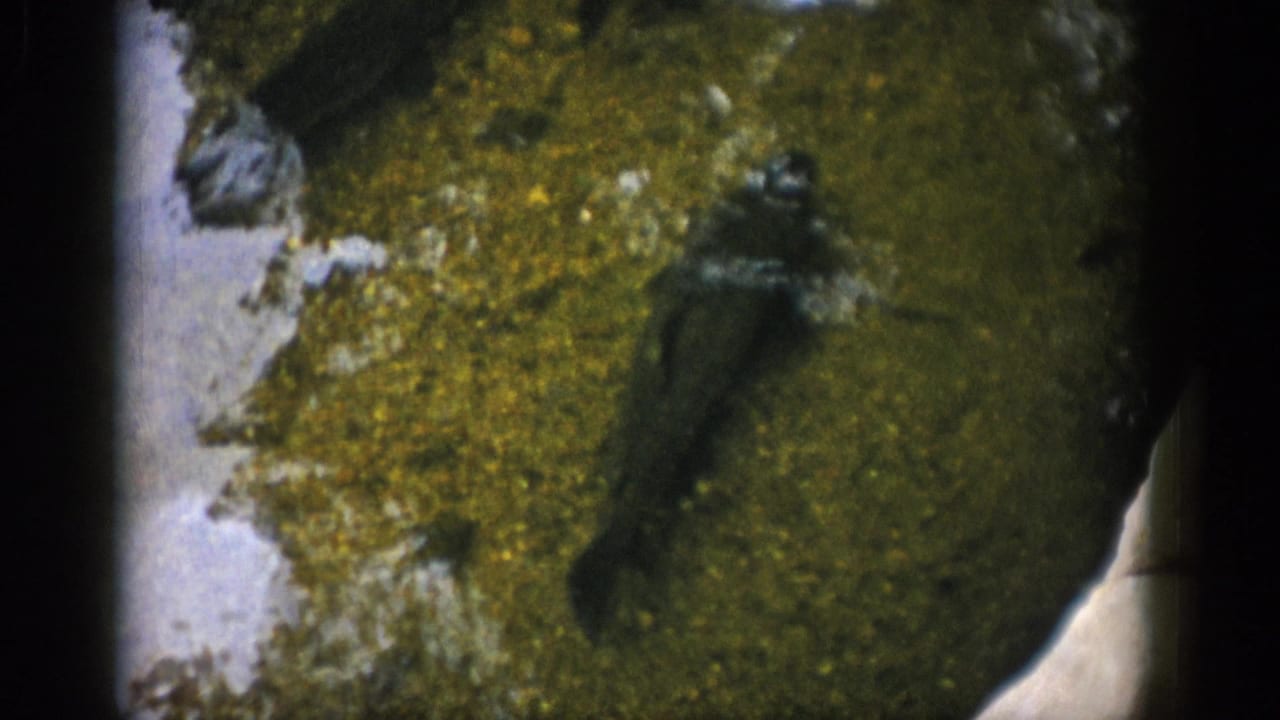 1959 Colorado 8mm frame showing small fish silhouetted in shallow water over green algae and scattered pale rocks.