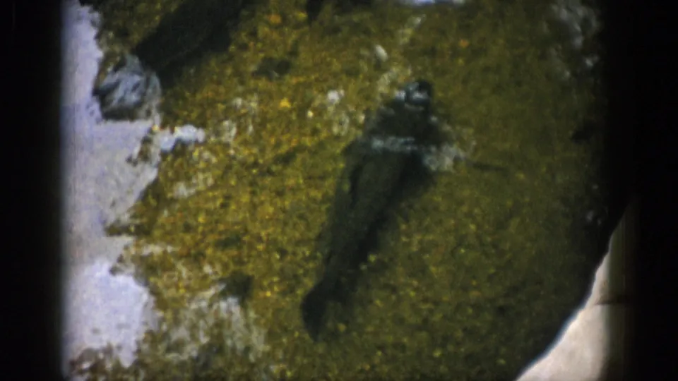 1959 Colorado 8mm frame showing small fish silhouetted in shallow water over green algae and scattered pale rocks.