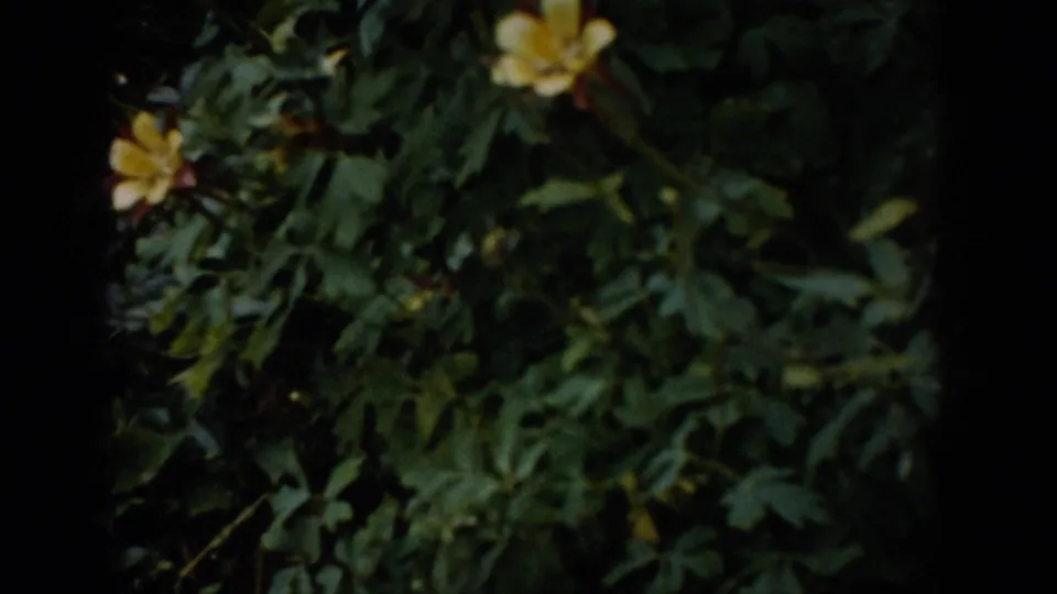1959 Colorado 8mm frame showing shaded green leaves and yellow wildflowers within dark rounded film borders.