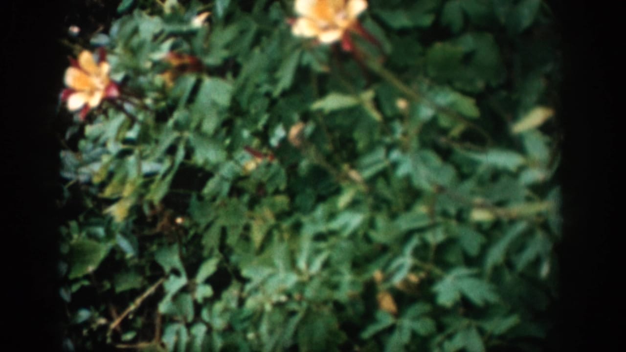 1959 Colorado home-movie frame with yellow wildflowers and green foliage seen through rounded 8mm gate borders.