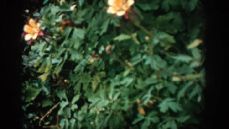 1959 Colorado home-movie frame with yellow wildflowers and green foliage seen through rounded 8mm gate borders.