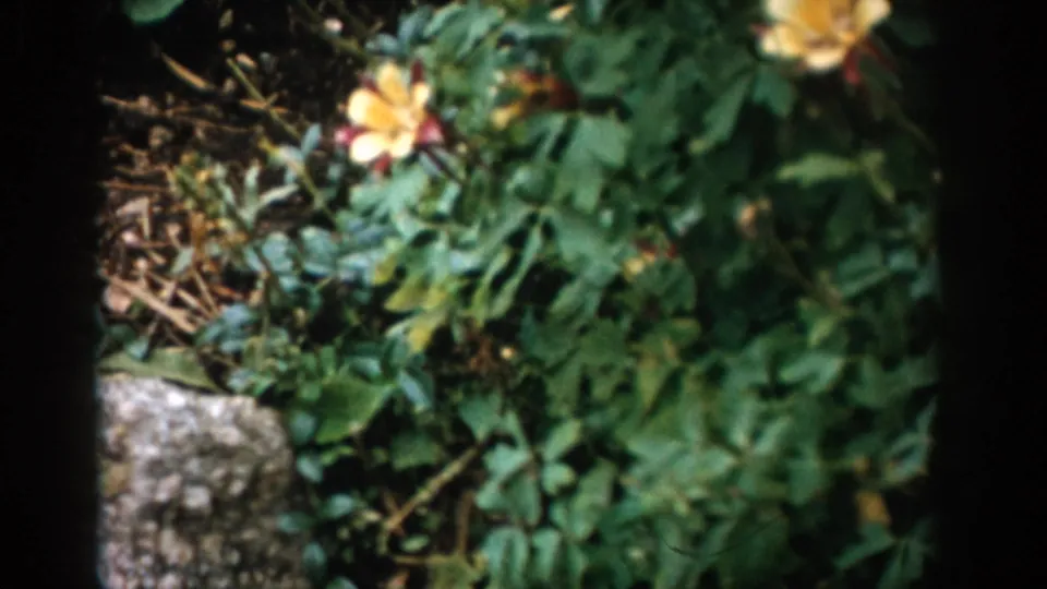 Colorado 1959 8mm close-up of a yellow wildflower among leaves, with soil and a pale stone or concrete border visible below.