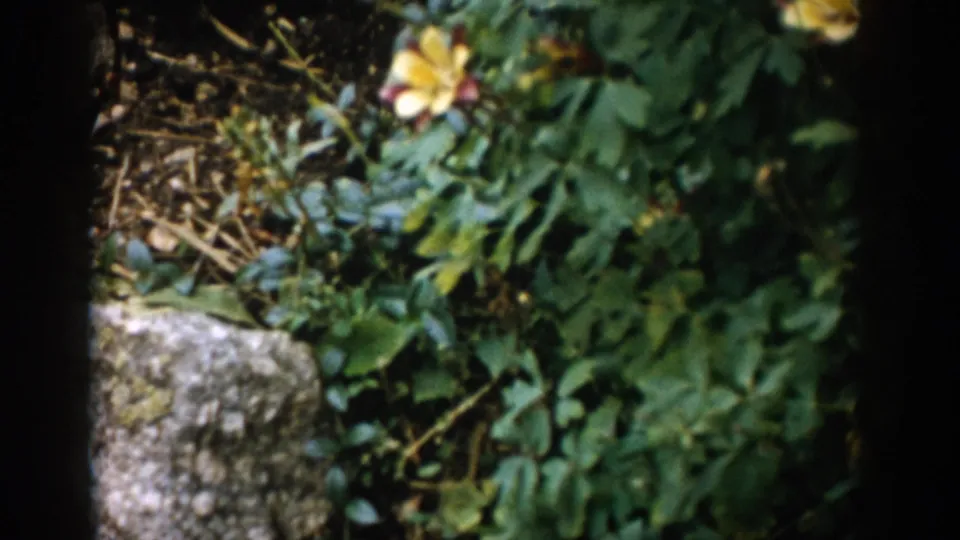 1959 Colorado 8mm frame showing yellow flowers, dense green leaves, and a pale stone or concrete edge in soft handheld focus.