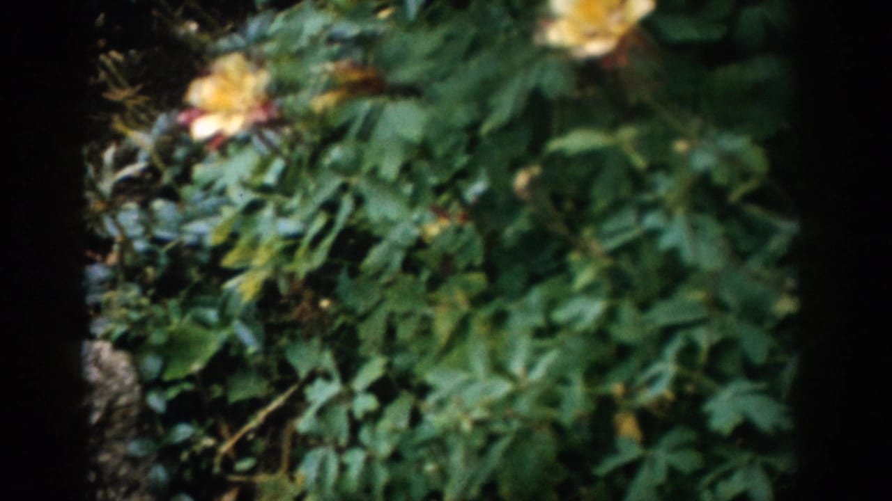 Soft-focus garden foliage with yellow flowers and dark 8mm frame edges.