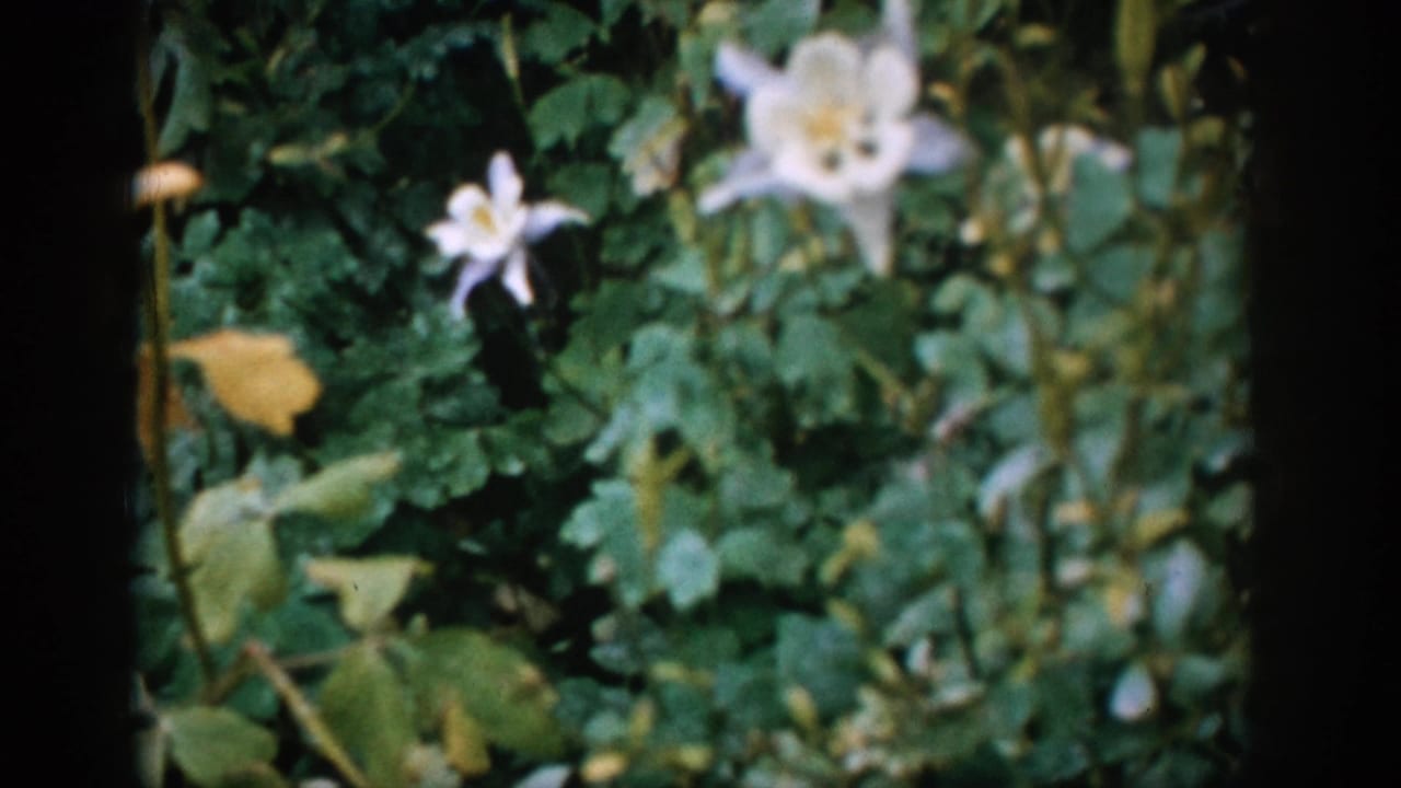 White flowers and green leaves seen through a soft 8mm garden frame.