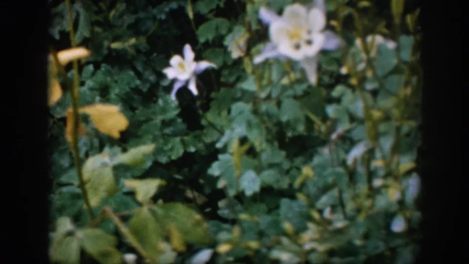 1959 Colorado 8mm frame showing white and yellow garden flowers surrounded by dense green leaves.