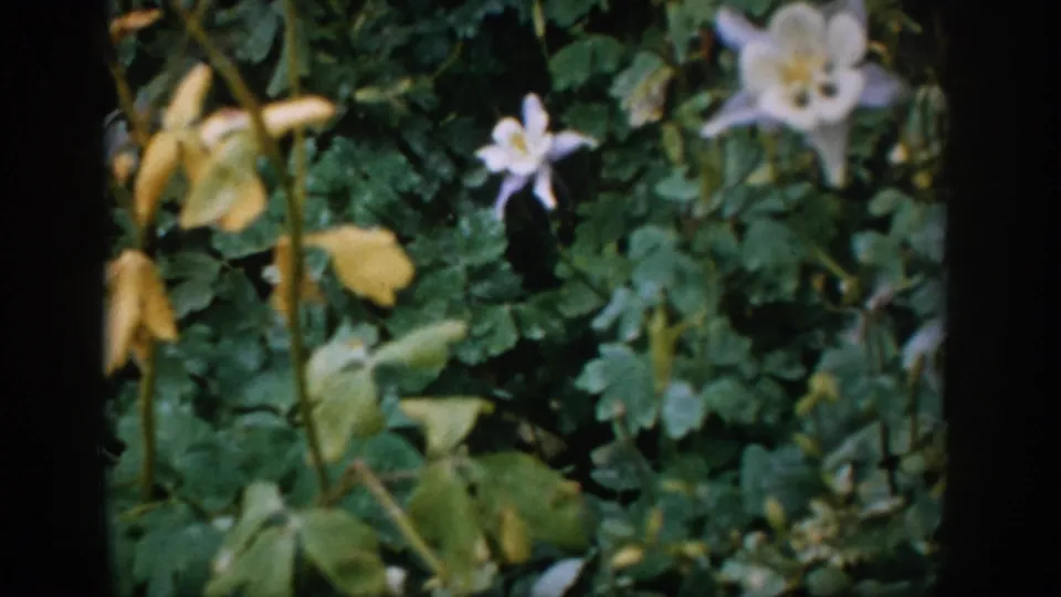 1959 Colorado home-movie still of pale white flowers, yellow blooms, and green leaves in soft 8mm color.