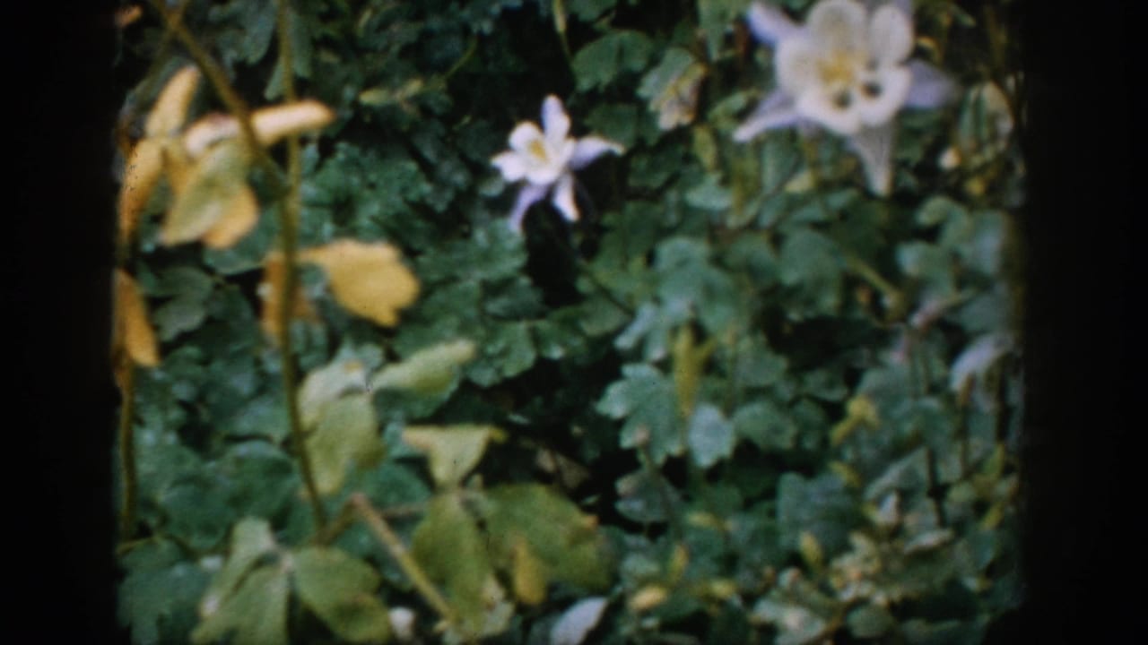 1959 Colorado 8mm frame showing pale flowers and green foliage near the Will Rogers Shrine sequence.