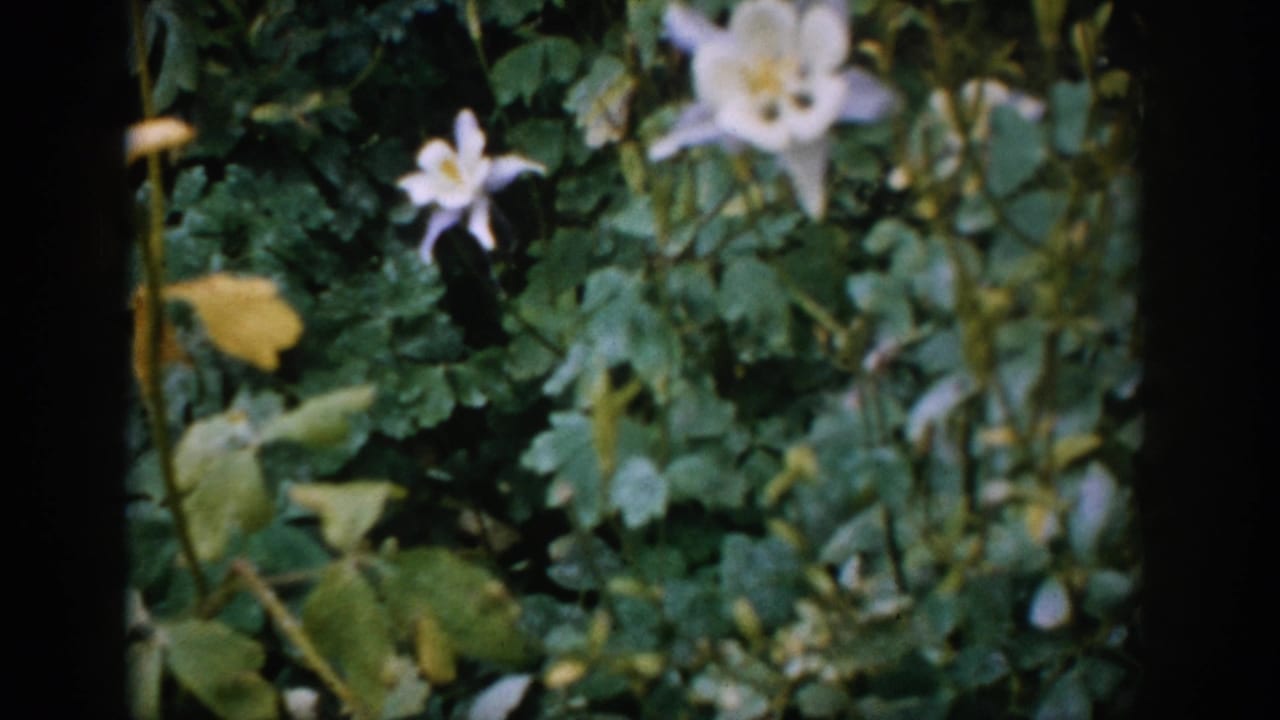 Pale flowers and green foliage framed by dark vertical film edges.
