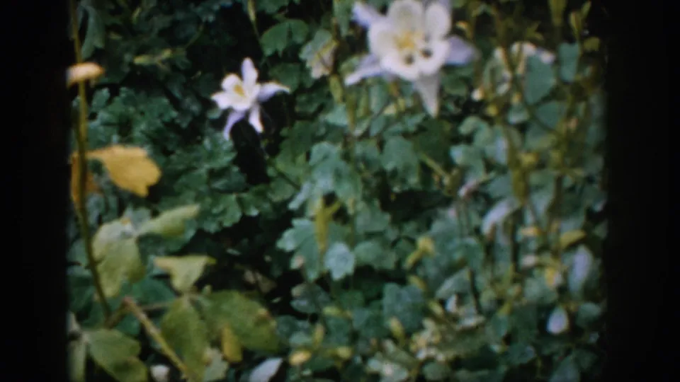 Visitor-shot 8mm view of pale blossoms and leafy greenery in the Colorado shrine footage.