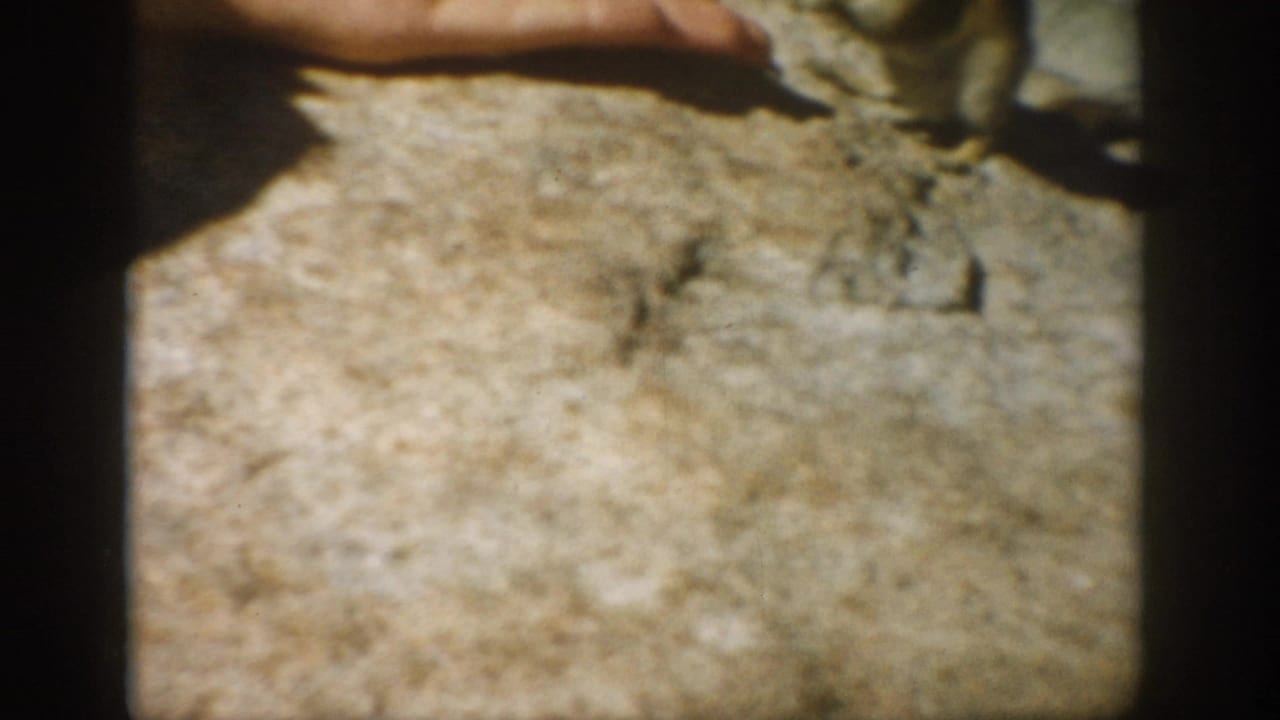 A human hand reaches toward a chipmunk on a rocky surface.