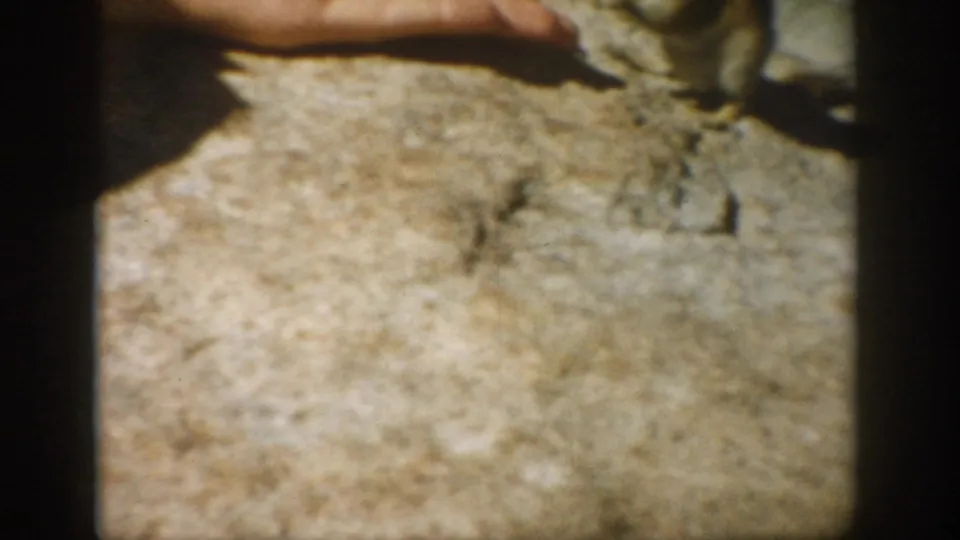 Close 1959 Colorado home-movie view of a hand offering food to a chipmunk on rock, with soft focus and film grain.