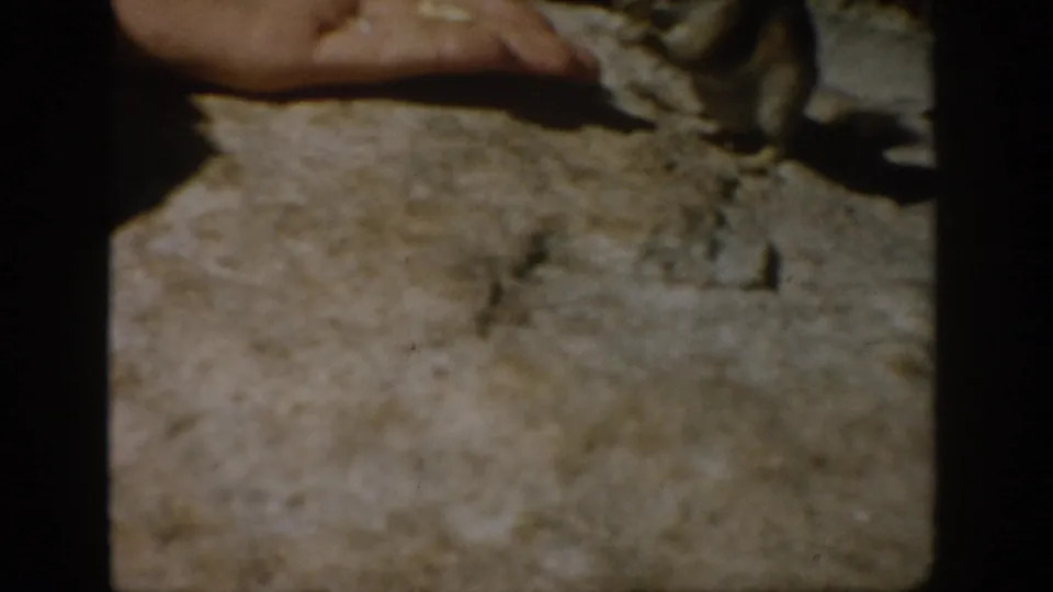 Soft 8mm close-up from Colorado showing a chipmunk beside an outstretched hand on textured rock.