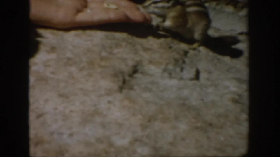 1959 Colorado home-movie frame of a chipmunk feeding beside a human hand, with warm color and soft handheld framing.