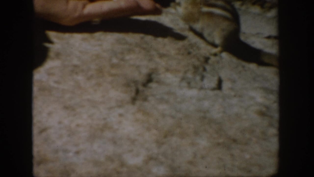 A chipmunk approaches an open human hand on sunlit rock in 1959 Colorado home-movie footage.
