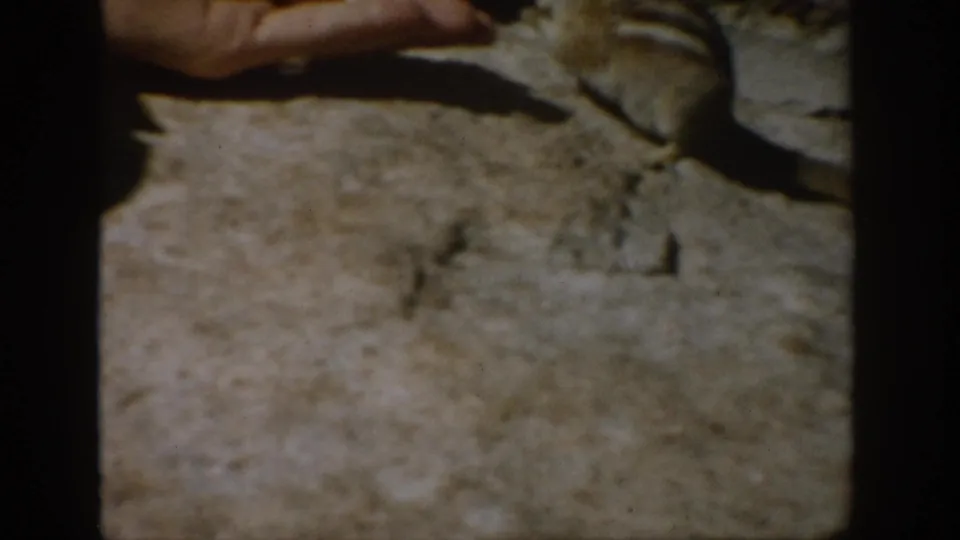 A chipmunk approaches an open human hand on sunlit rock in 1959 Colorado home-movie footage.